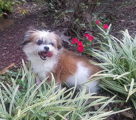 Gabby playing in the flowerbed